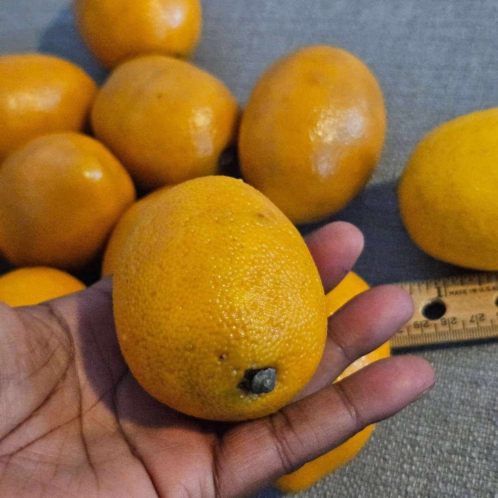Vintage Artificial Realistic Large Prop LEMONS Life Size Faux Fruit Lot 13 Fake
